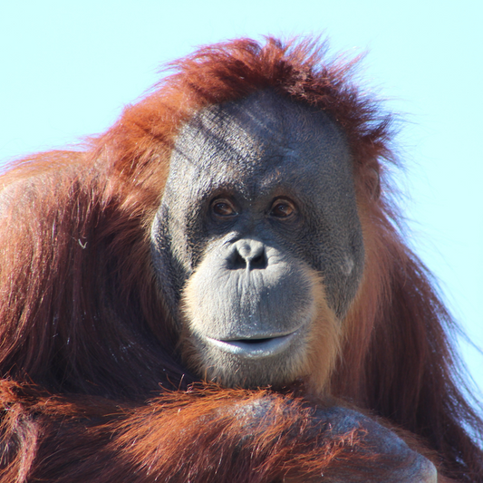How Endangered Are Orangutans?