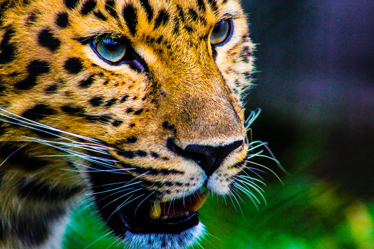 Amur Leopards: fun facts, conservation and protection – Bare Kind