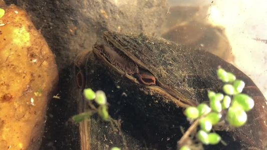 What UK Animals are endangered?