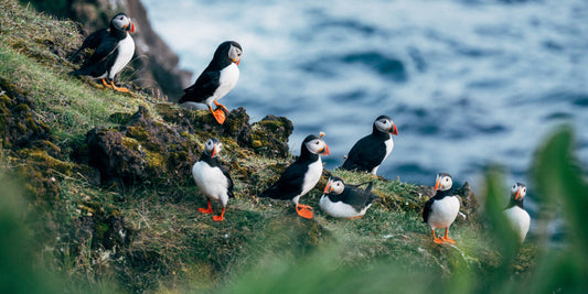 puffins by the sea