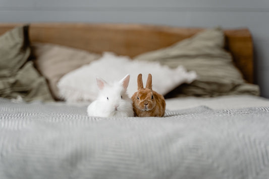 Rabbits! Fun facts and endangerment status!