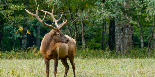 Red Deer: The Majestic Monarchs of Scotland