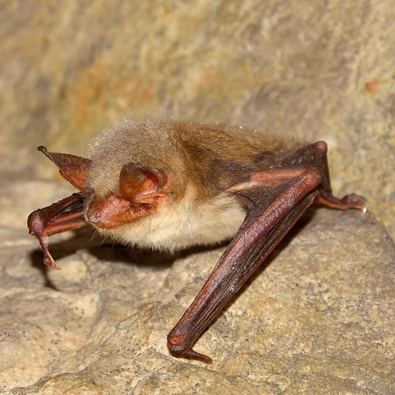 Greater Mouse-eared Bat