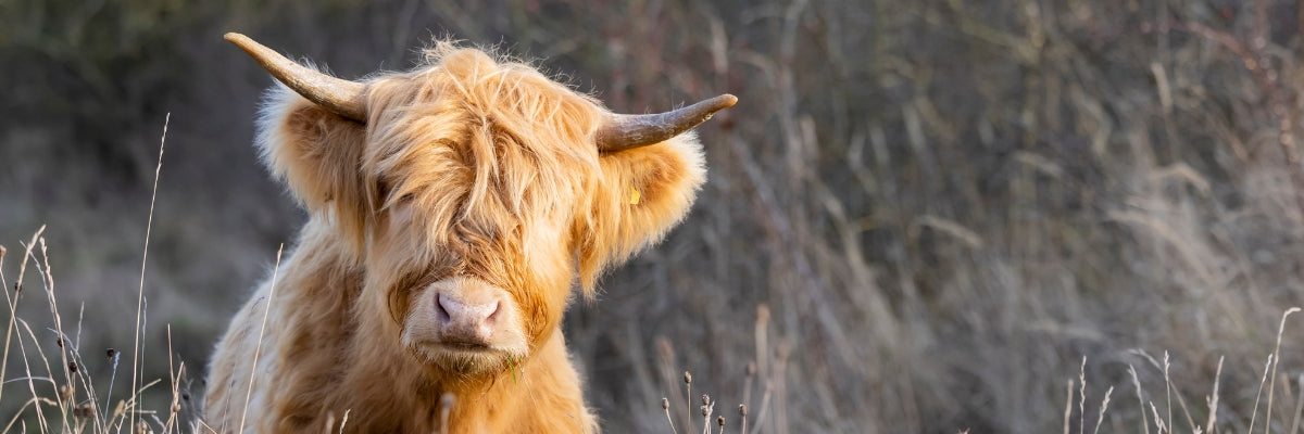 Highland cow