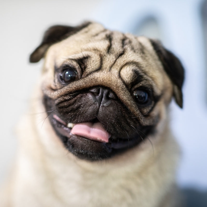 Pug smiling