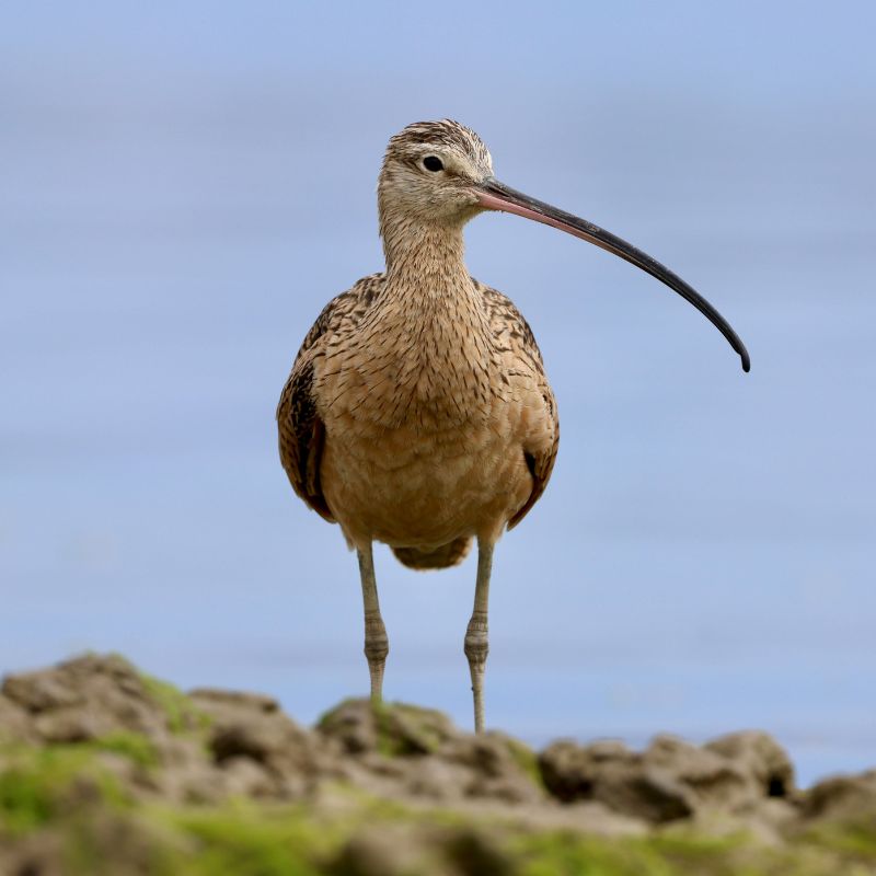 Curlew