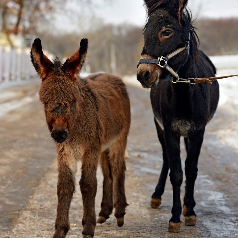 donkeys