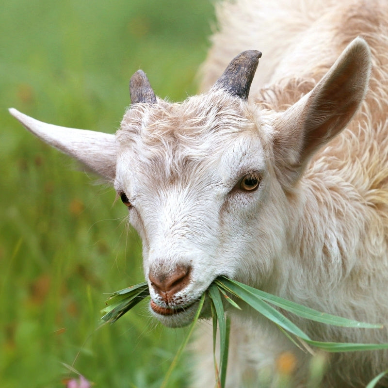 Goat eating grass