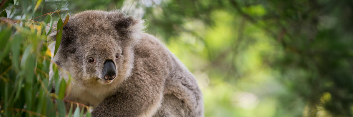 koala on tree