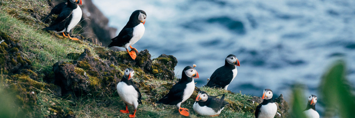 puffins together by the sea