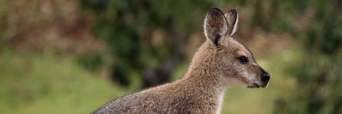 wallaby in wild