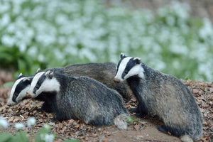 Badgers: Facts, Endangerment & Saving!