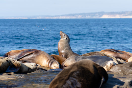 World Seal Day: seal fun facts, endangerment status and the Seal Research Trust