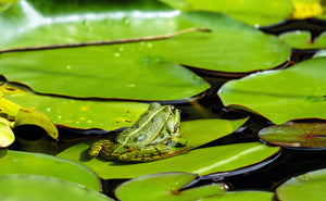 World Frog Day: fun facts and endangerment status