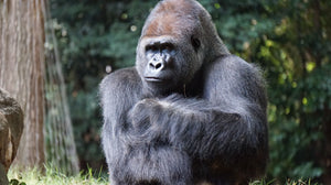Species Saturday Vol 7: Gorillas are heavier than lions