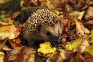 Got a sharp spine? Here's what you need to know about hedgehogs!
