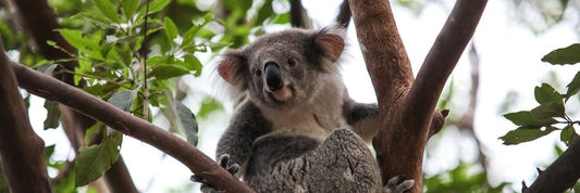 koala on the tree