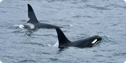 10 Fascinating Facts About Hebridean Orcas