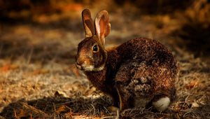 Species Saturday Vol 13: Mountain Hare in Headlights