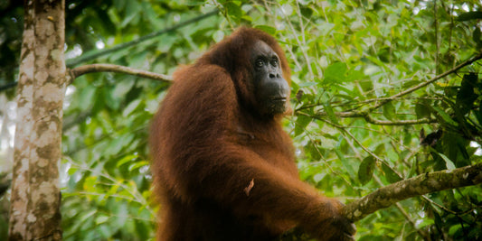 orangutan in the forest