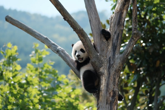National Panda Day: fun facts, endangerment status & bamboo panda socks