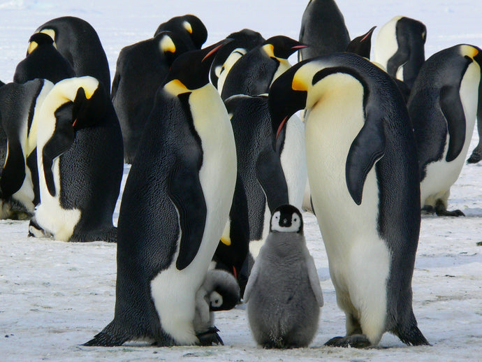 Species Saturday Vol 11: Penguins the Size of Humans