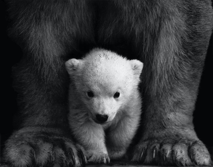 World Polar Bear Day