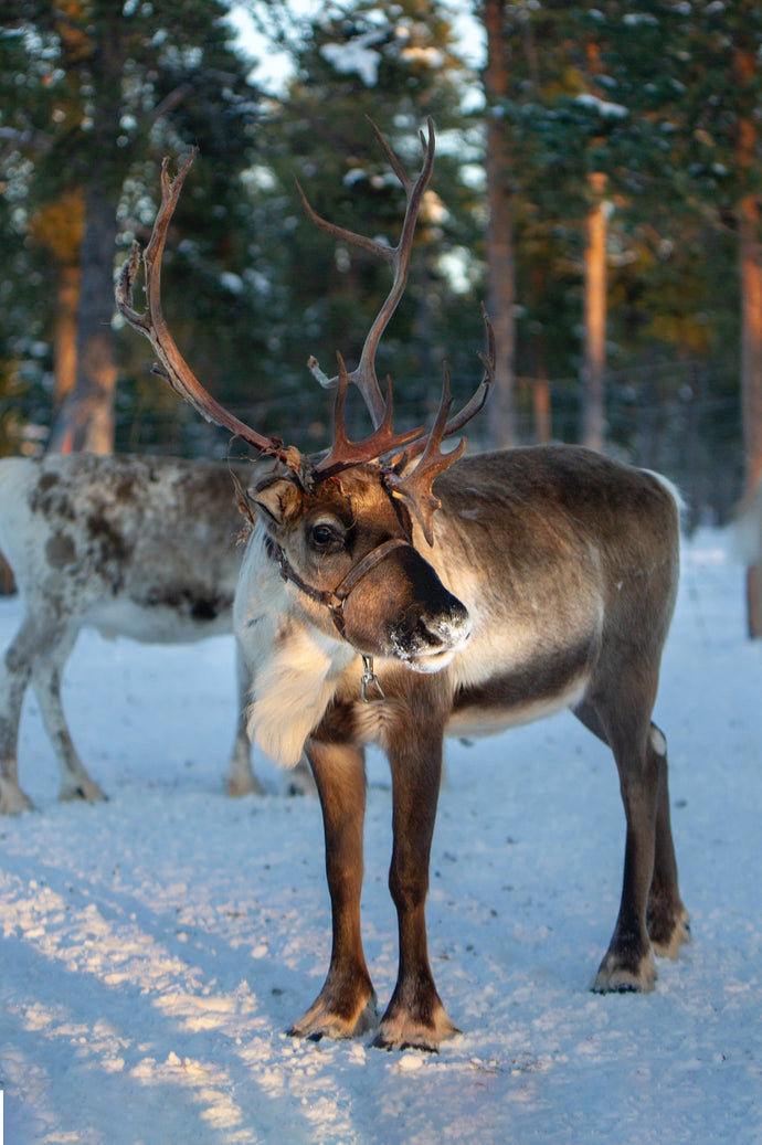 Species Saturday Vol 14: Reindeer and their arthritic knees