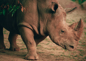 Species Saturday Vol 4: A lesson on rhinos