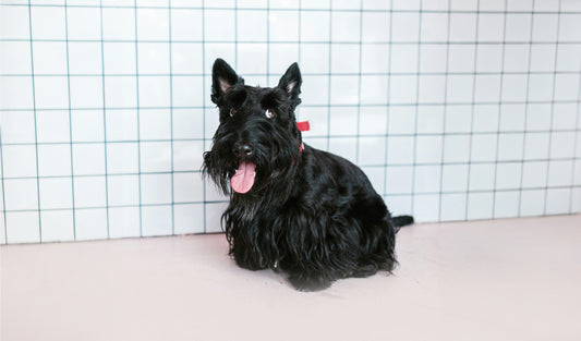 Scottish terrier dog