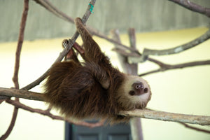 The Deadly Sin of Sloth