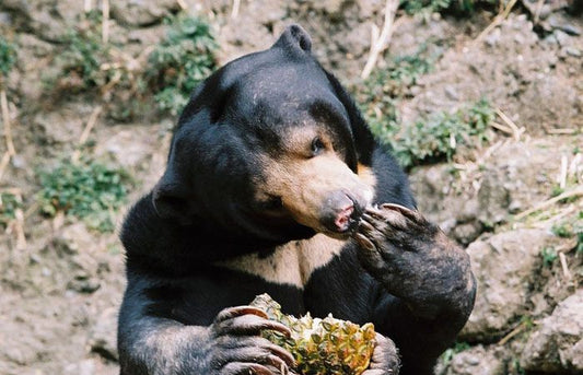 Sweet Not Sweaty Sun Bears!