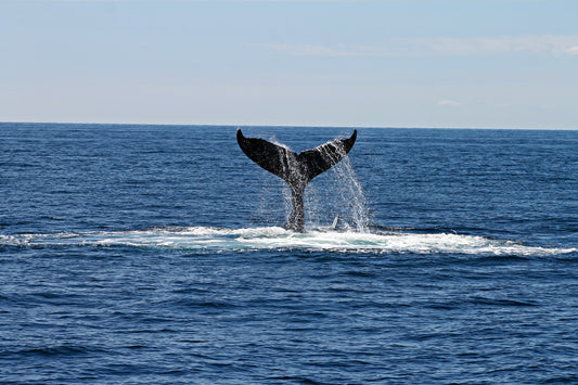 Whale Awareness Month