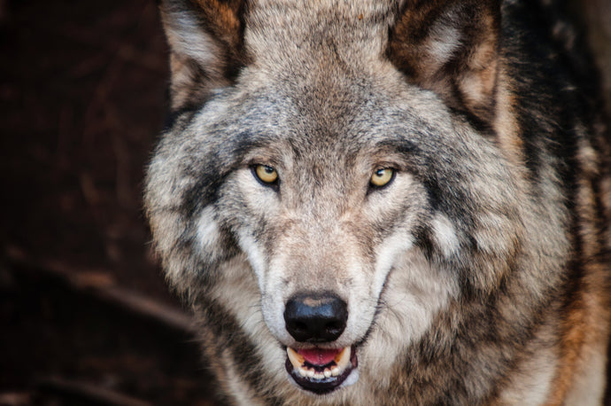Species Saturday Vol 5: Wolves wolf their food