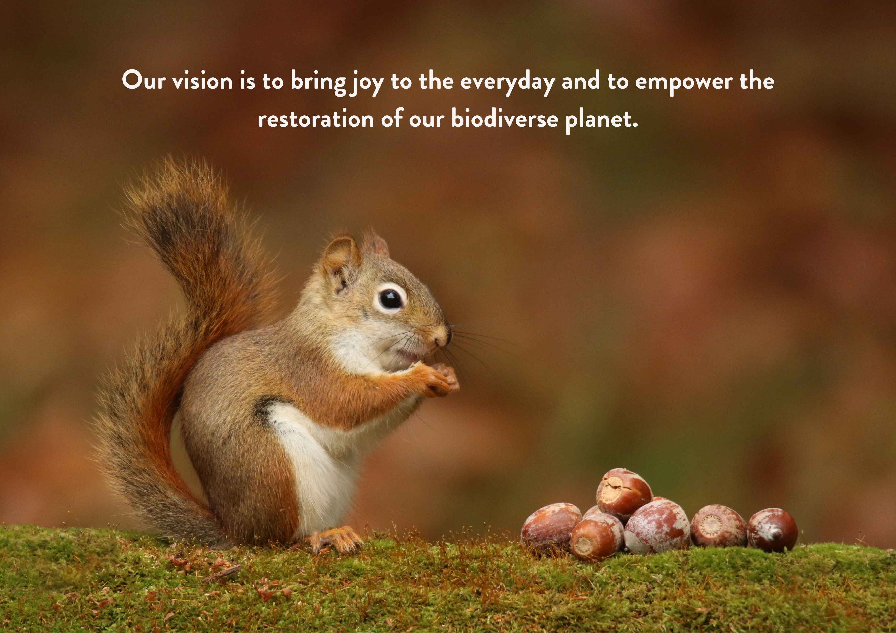 Squirrel