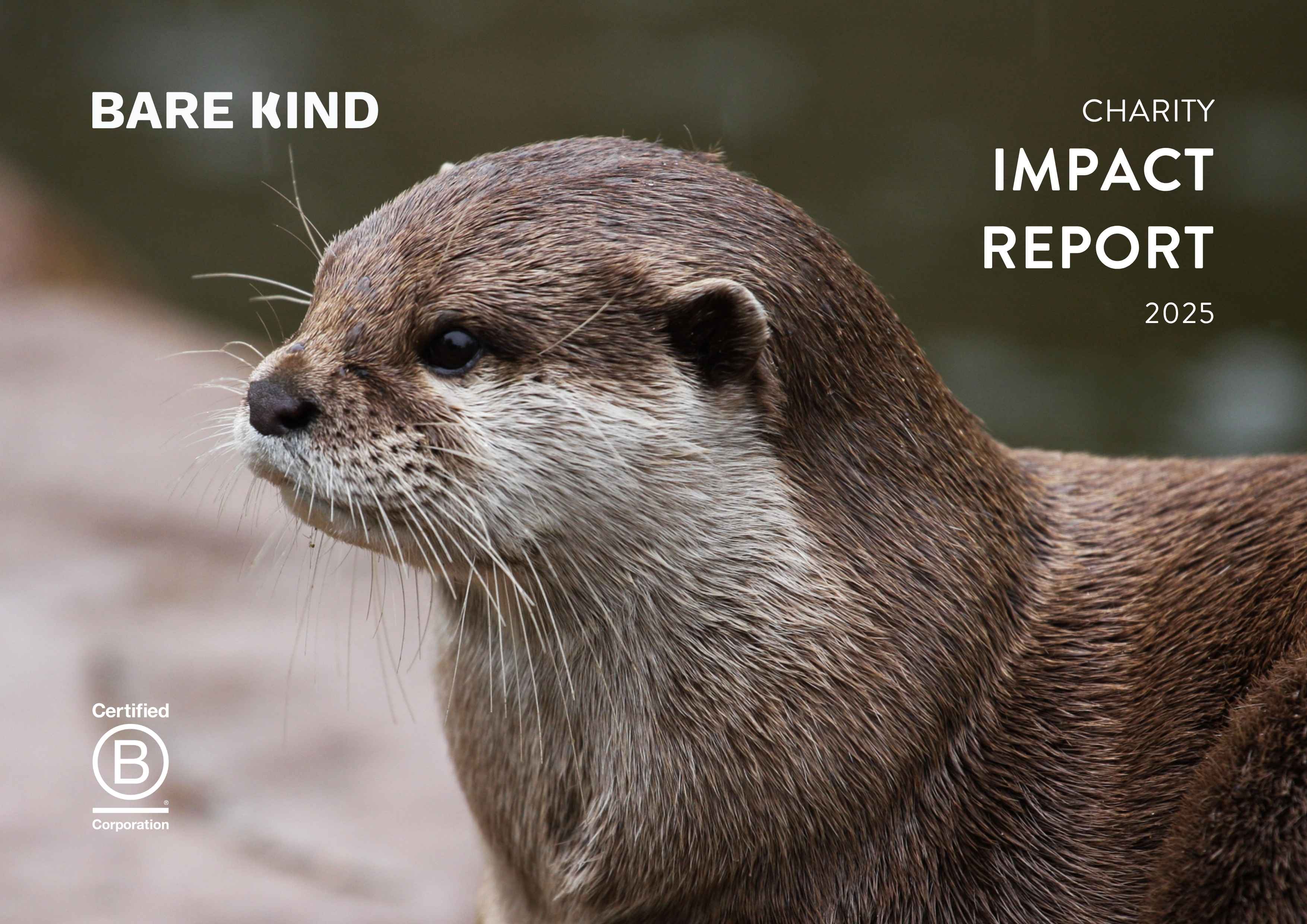 Otter with 'Bare Kind' charity impact report 2025 text and B Corporation certification logo.