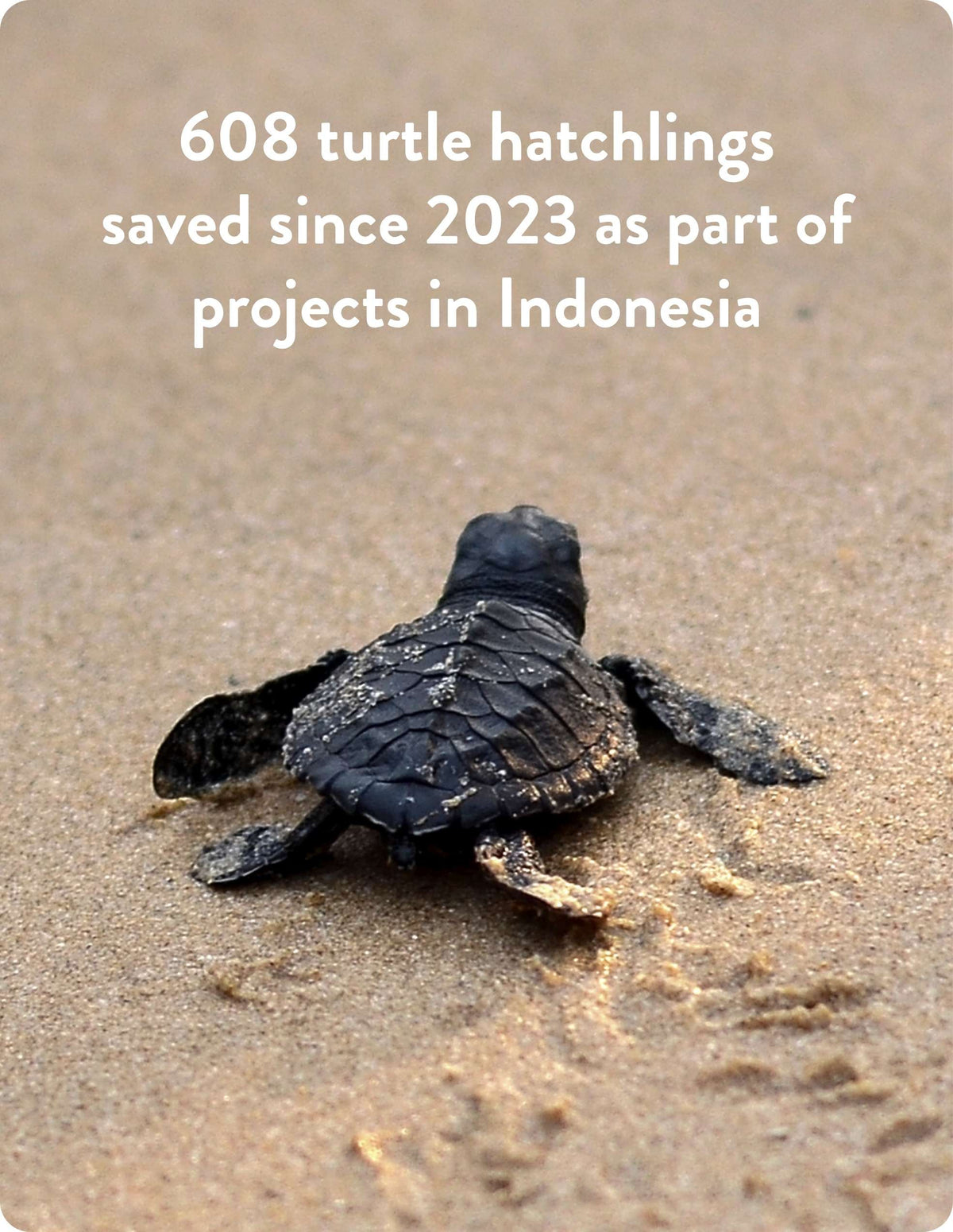 turtle stats