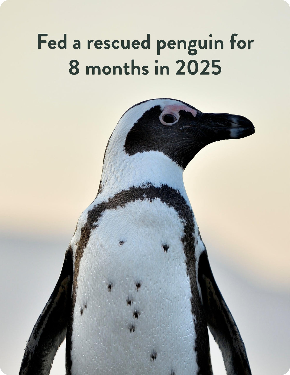 penguin stats