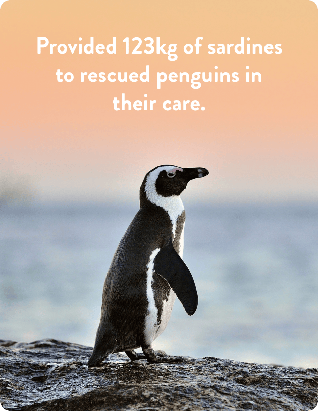 African Penguin