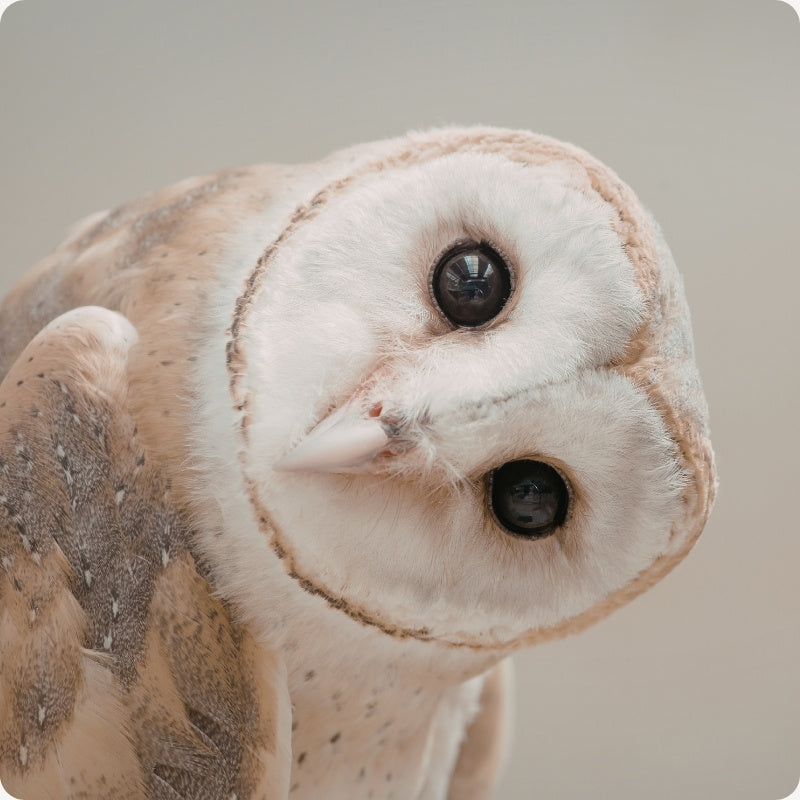 Close-up of a barn owl with a neutral background
