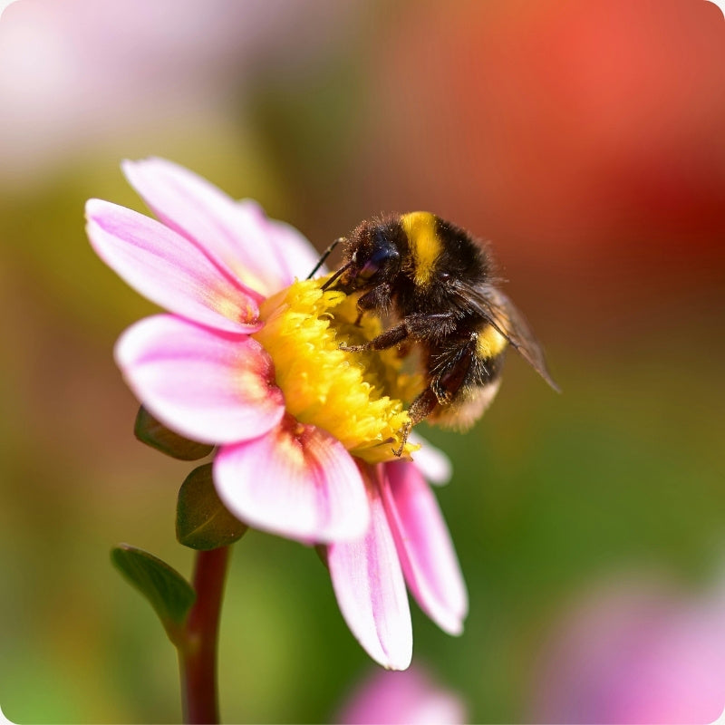 Bumblebee on a pink flower with a blurred natural background
