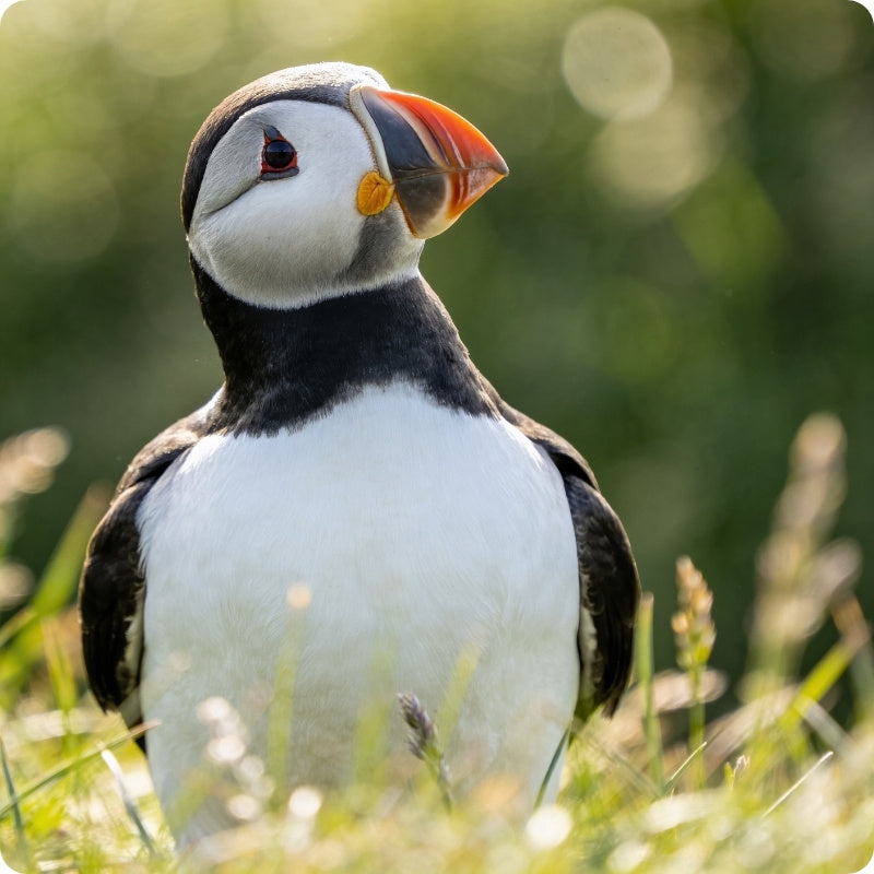 Puffin standing in grass with a blurred natural background