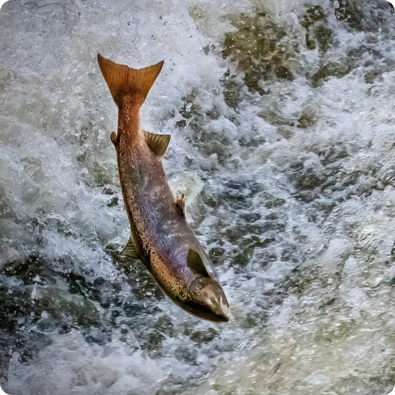 Fish leaping out of turbulent water