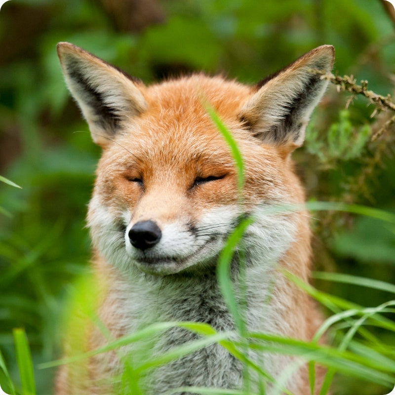 Fox in a grassy field with a blurred background