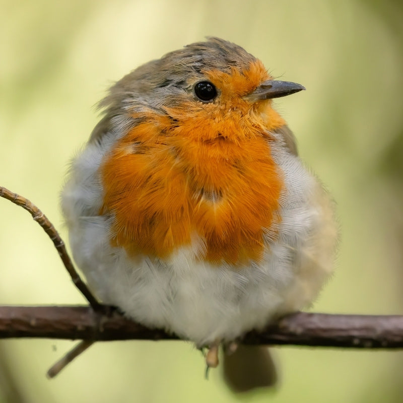 Bird with orange chest perched on a branch against a blurred green background