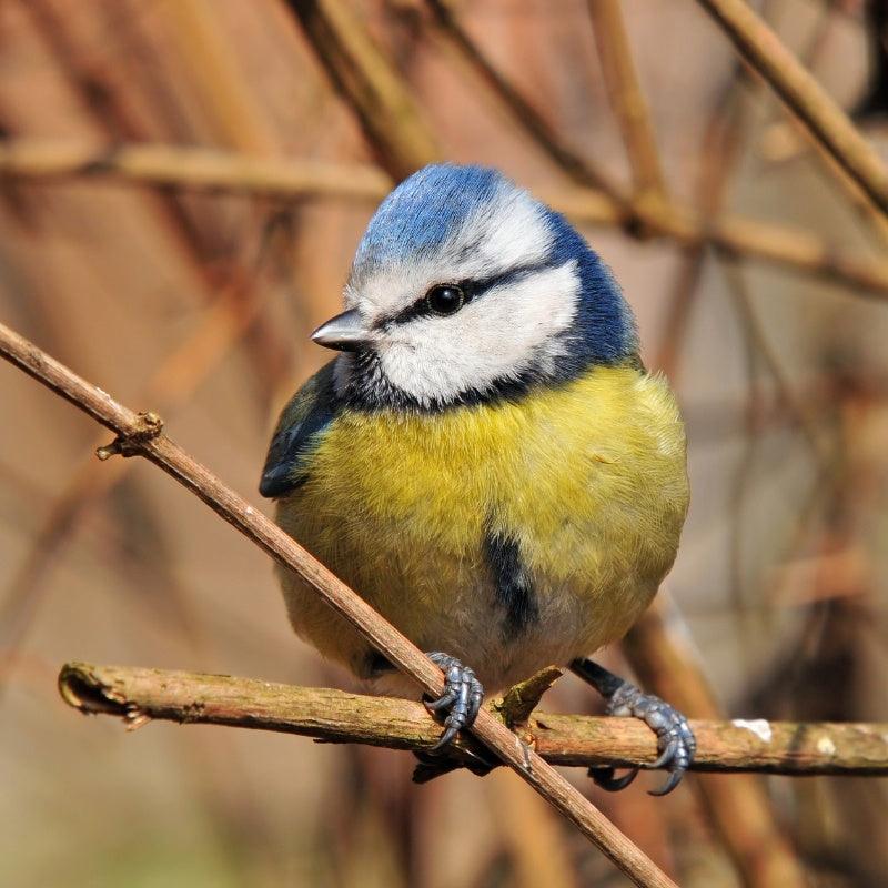 Bird perched on a branch with a blurred natural background