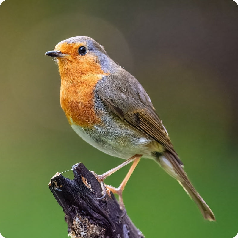 Robbin bird perched on a branch with a blurred green background