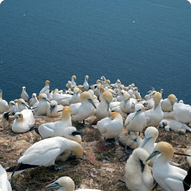 gannets