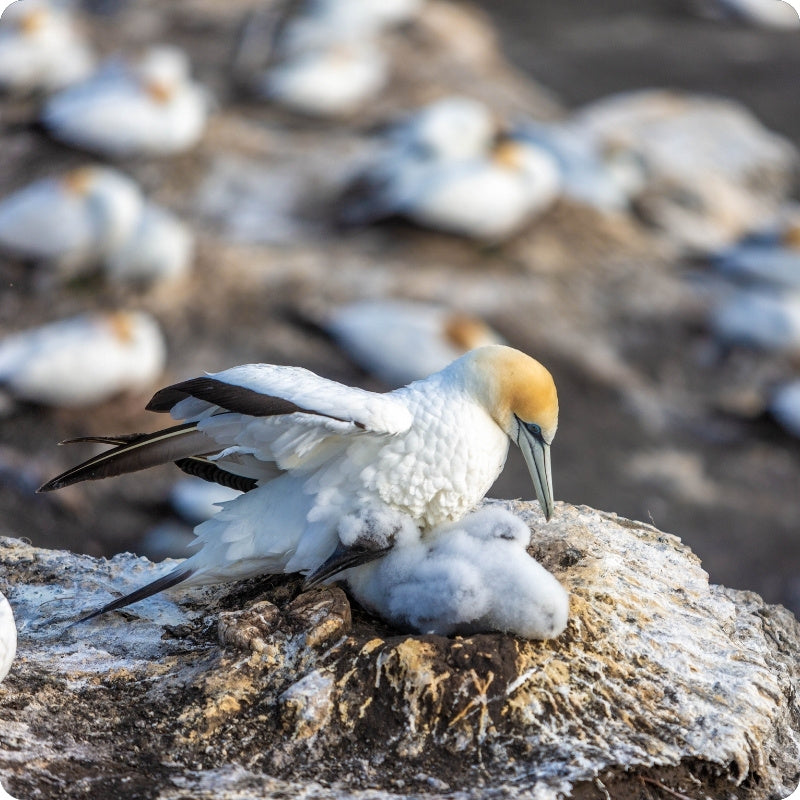 A gannet bird with a pale yellow head and black-tipped wings rests on a rocky coastal nest with eggs, with other gannets blurred in the background.