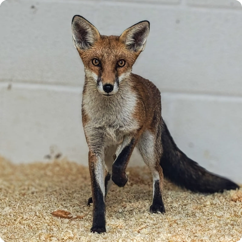 fox